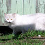 White cat back from 2007