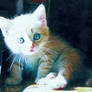 Cute Kitten 04