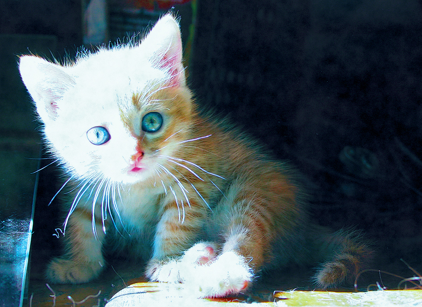 Cute Kitten 04