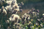 Autumn colors 05 by gamebalance