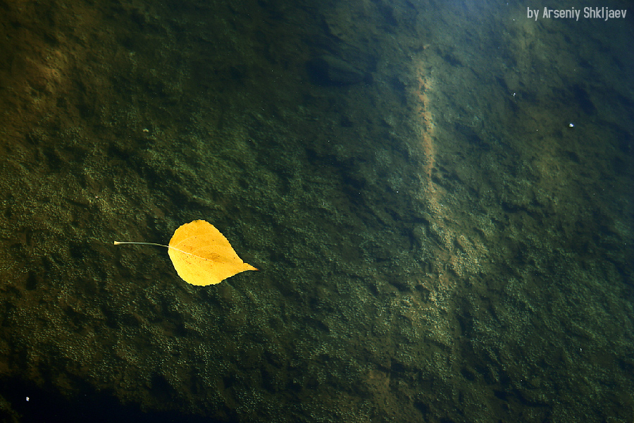 Leaf in the water 01