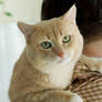 Cat loves his owner