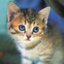 kitten hesistation