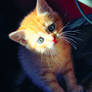 Cute Kitten 06