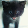 $MEOW$