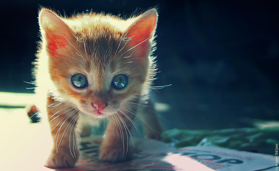 Cute Kitten 07