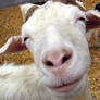 Smiling Goat