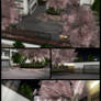 School Sakura [XPS]