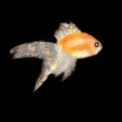 Goldfish (Black Background)