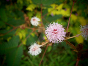 mimosa pudica (touch-me-not)