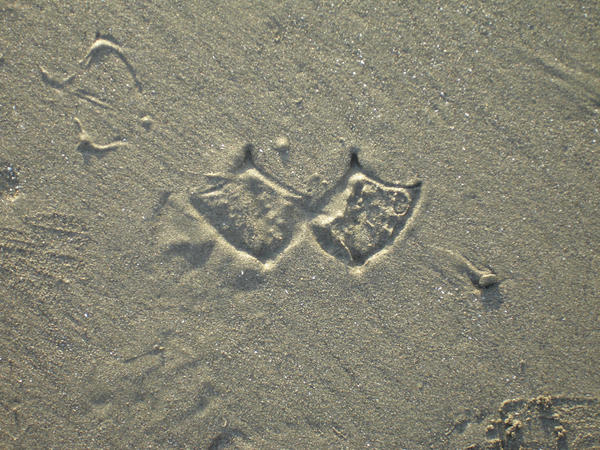 footprints