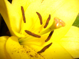 Yellow Lily 2