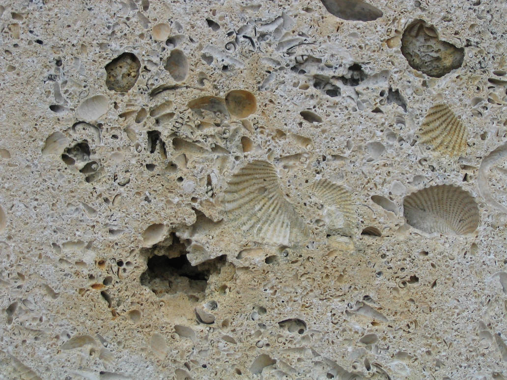 Animal Shell Limestone Limestone with Shells 1 by moogiestock on DeviantArt