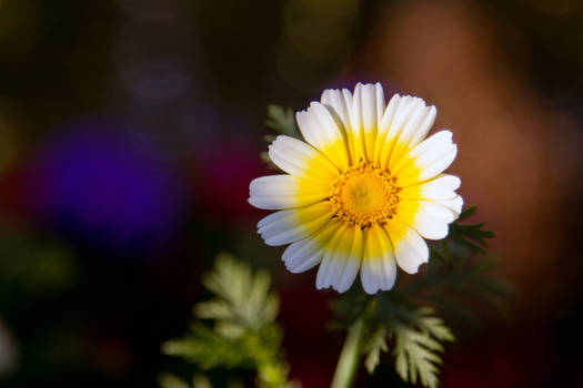 Colorful bokeh and a flower