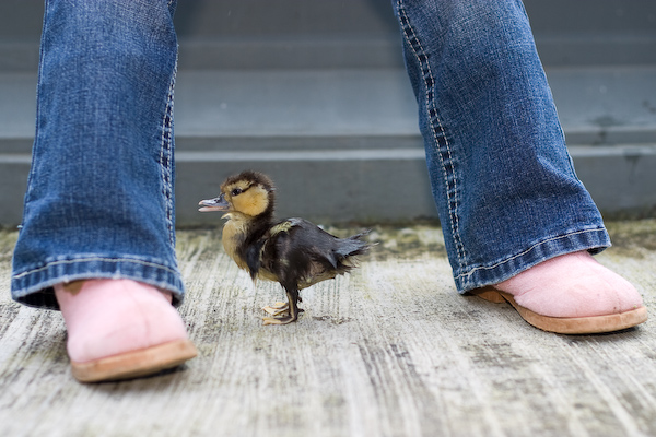 Duck and shoes