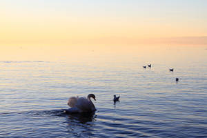 Peaceful life on the lake