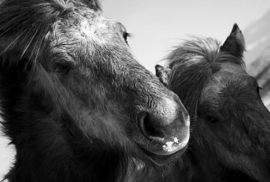 Icelandic horse