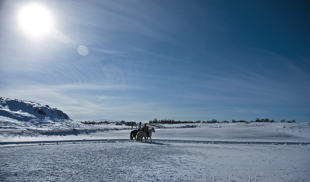 Icelandic Horses