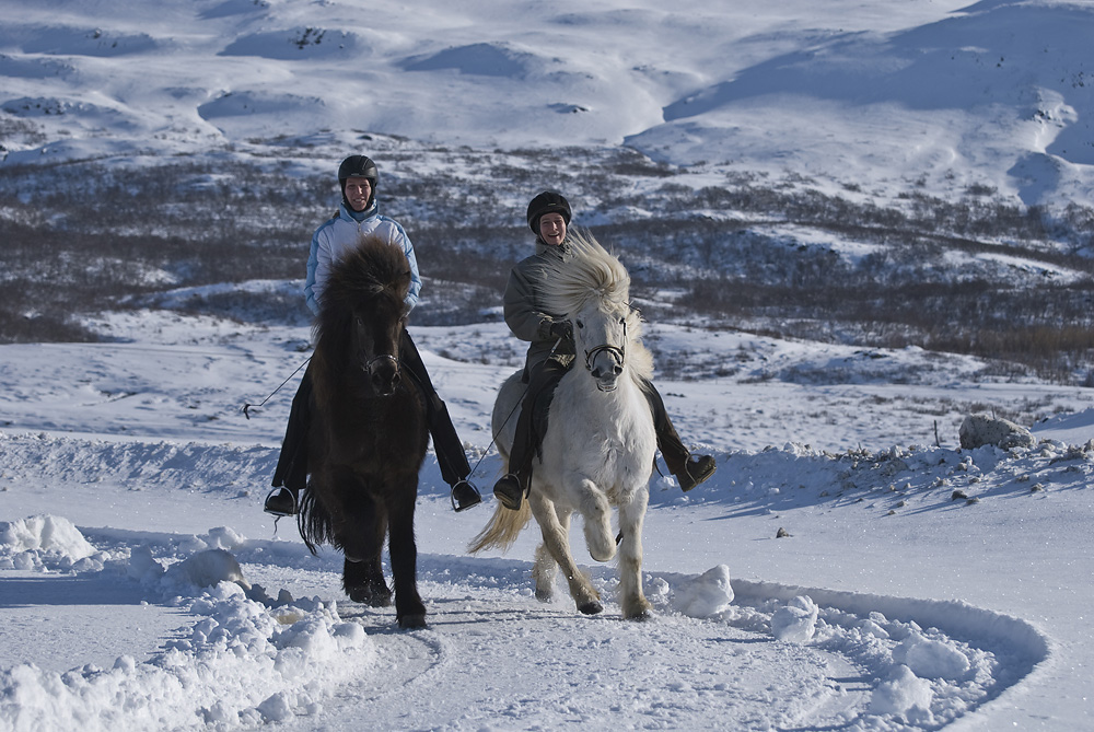 Icelandic Horses III