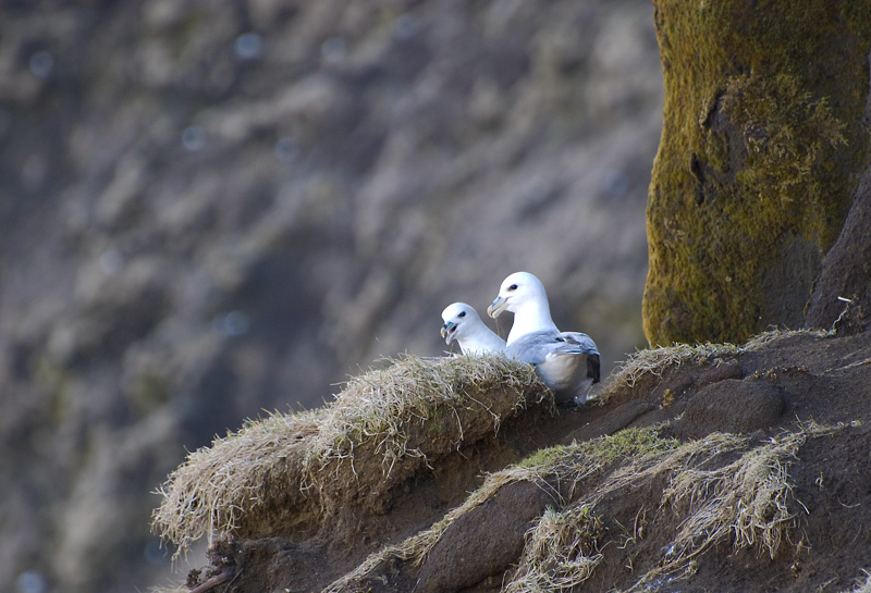 Fulmar's