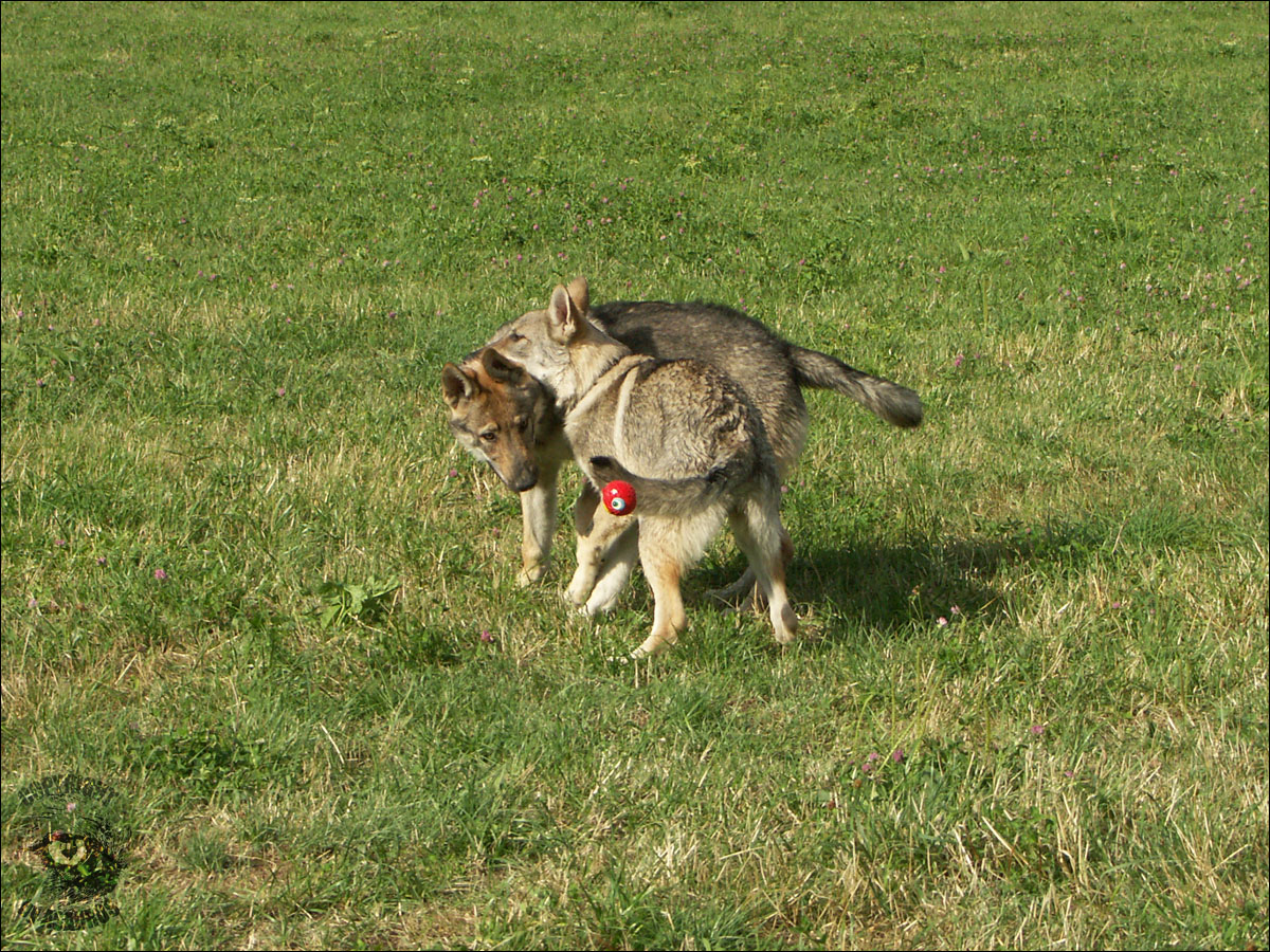 2 wolves and red UFO