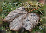 Life cycle of a leaf by SnapperRod