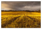 Field of Gold by SnapperRod