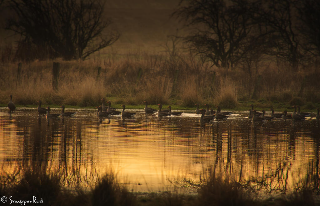 On Golden Pond