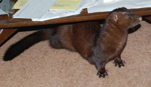 Wild animal fail: Mink