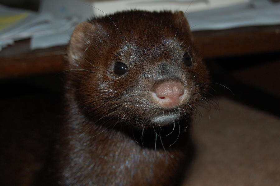 Mink closeup by Ouchimoo818 on DeviantArt