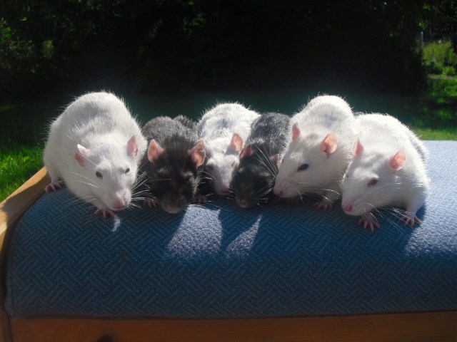 Group picture of my rats :D