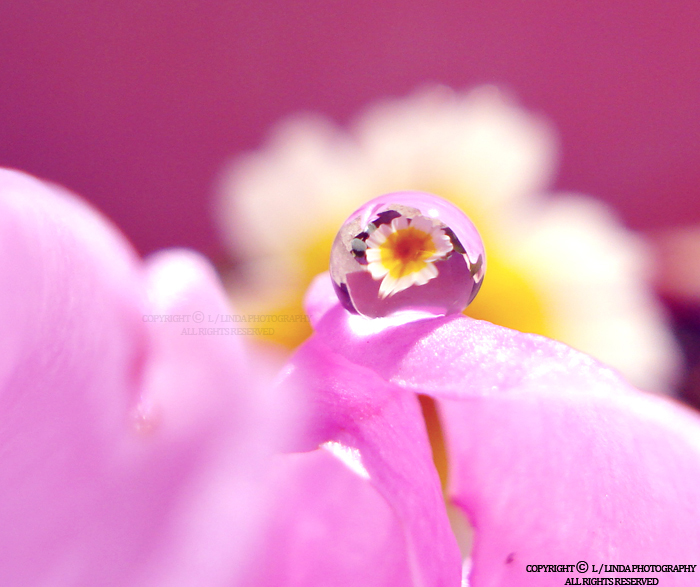 drop reflection