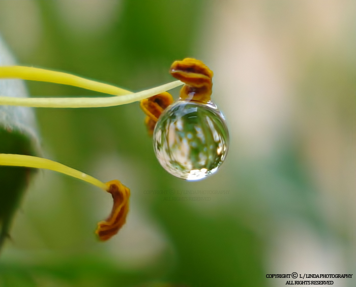 Water Drop