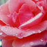 Dew Drop Pink Rose