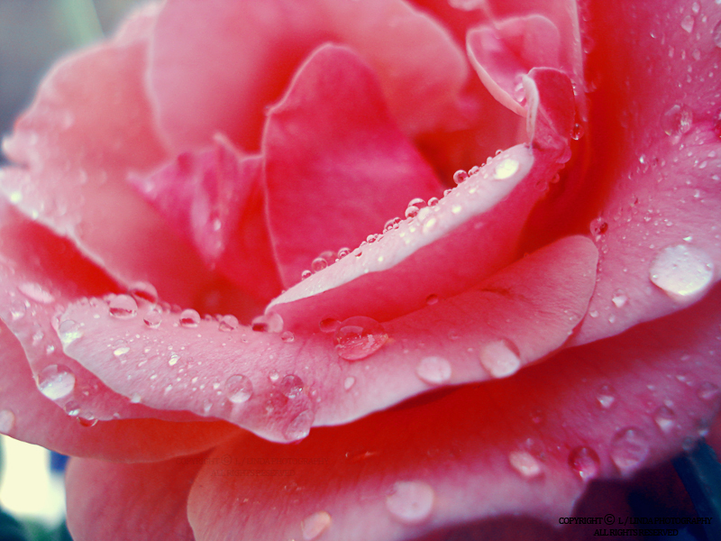 Pink With Dops Of Dew Dew Drop Pink By Lindahabiba On Deviantart