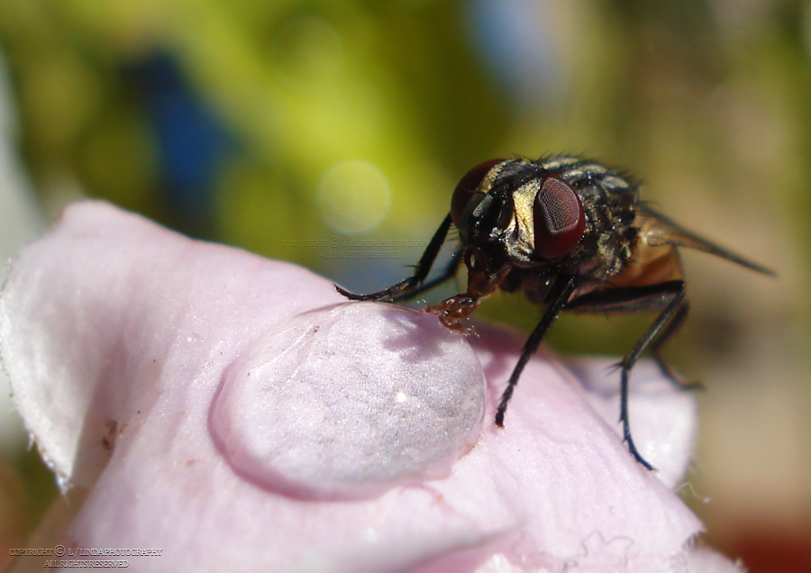 fly macro