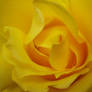 Yellow Rose Close up