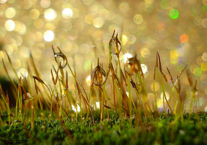 Moss Bokeh