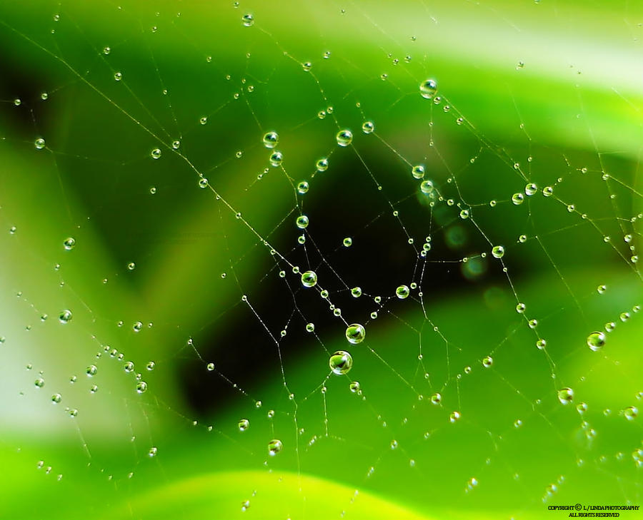 Dew Drops On Spider Web