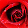 Red Rose with Dew Drops