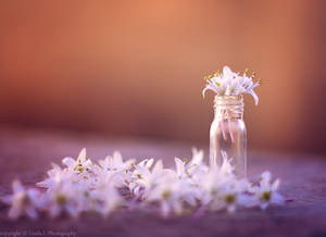 Little flowers by lindahabiba Little flowers by lindahabiba
