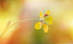 flower Walk by lindahabiba