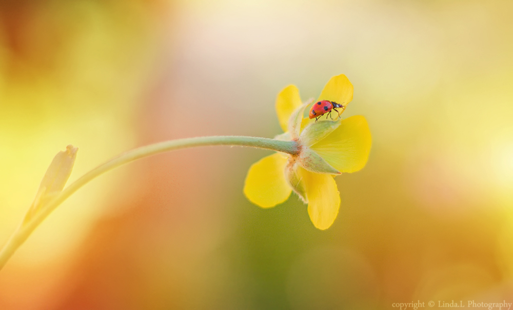 flower Walk