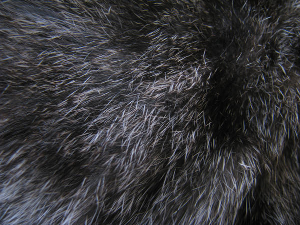 Fur Texture 01. by stock-basicality on DeviantArt