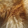 Fur Texture 02.