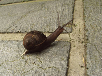 Nature - Snail Stock 02.