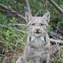 Newfoundland Lynx 2