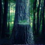 premade001 forest