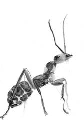 Inktober 11 - Ant