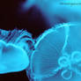 New England Aquarium Jellyfish